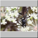 Coelichneumon cyaniventris - Schlupfwespe m01d 15mm - OS-Hellern Wiese det06.jpg